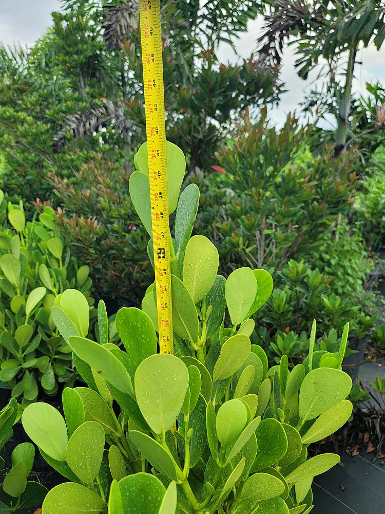 clusia-guttifera-small-leaf-clusia