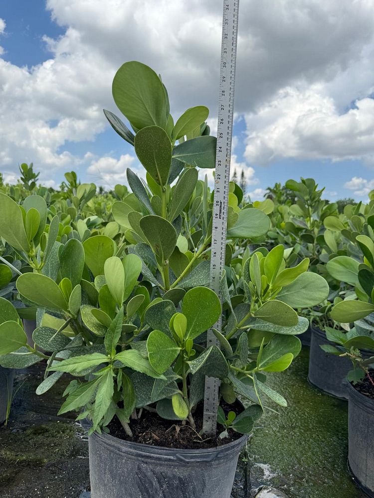 clusia-guttifera-small-leaf-clusia