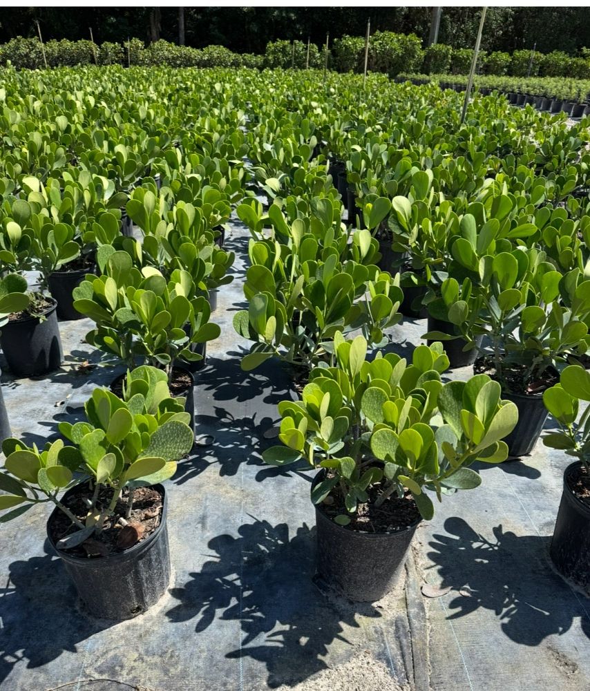 clusia-guttifera-small-leaf-clusia