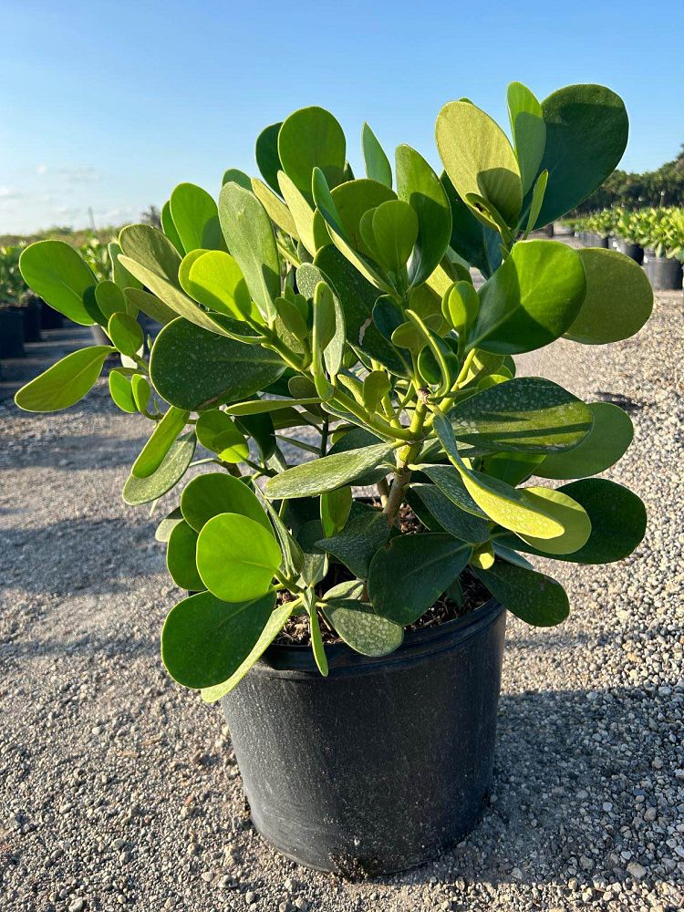 clusia-guttifera-small-leaf-clusia