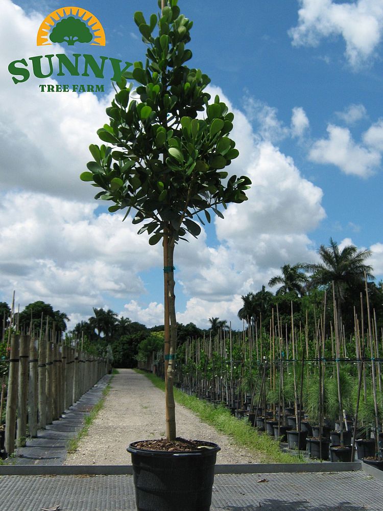 clusia-guttifera-small-leaf-clusia
