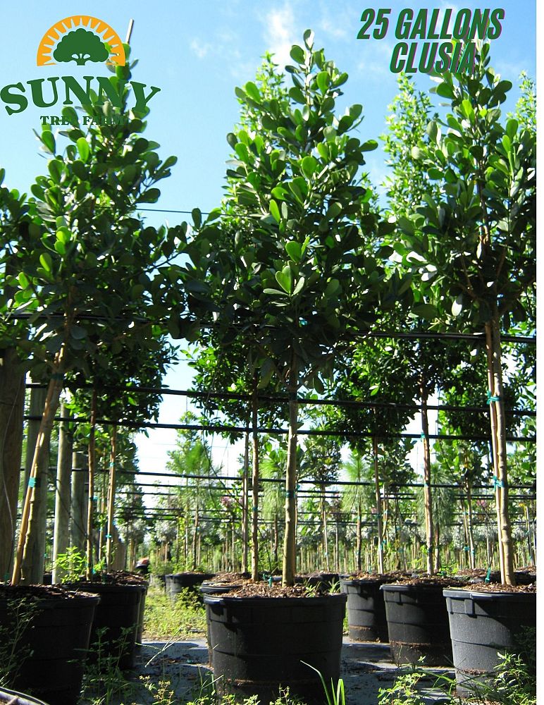 clusia-guttifera-small-leaf-clusia