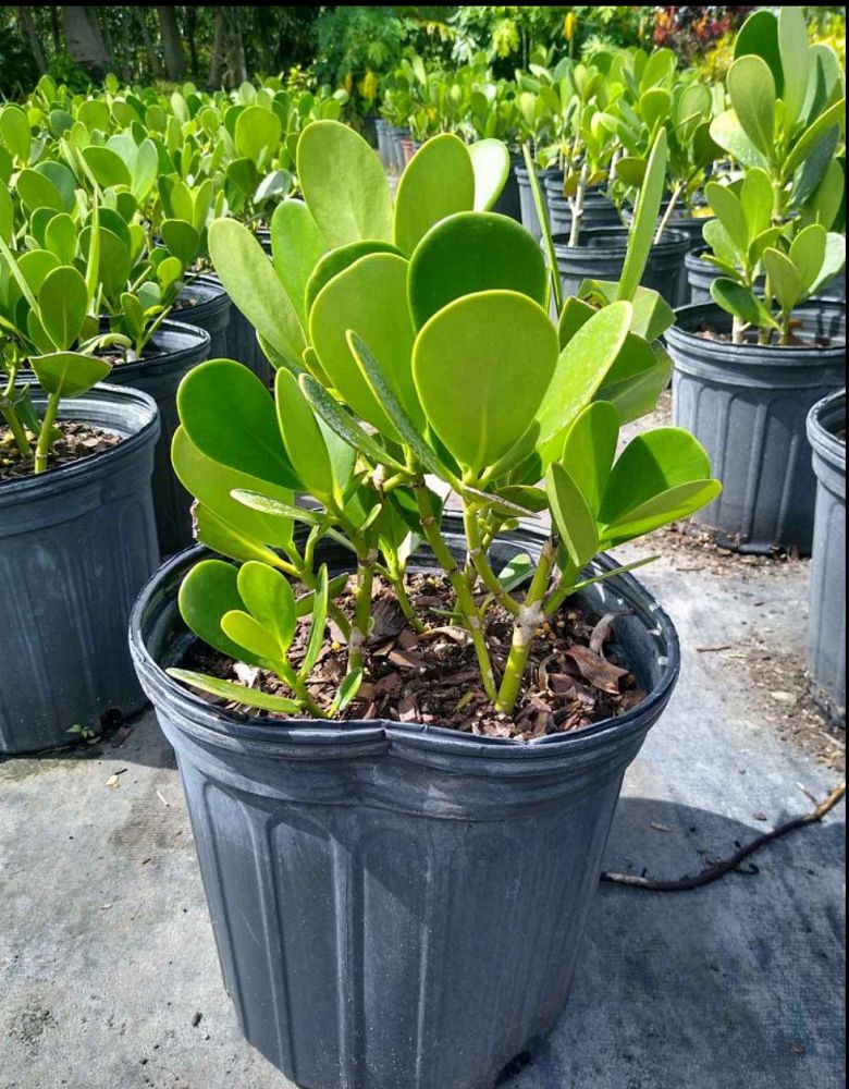 clusia-guttifera-small-leaf-clusia