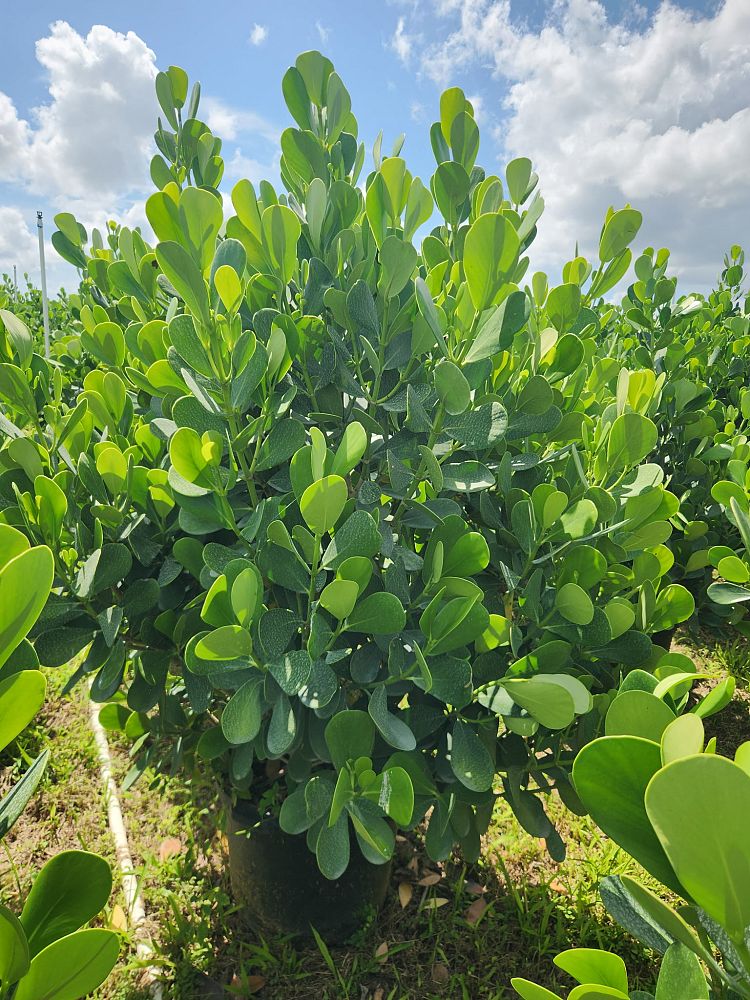 clusia-guttifera-small-leaf-clusia
