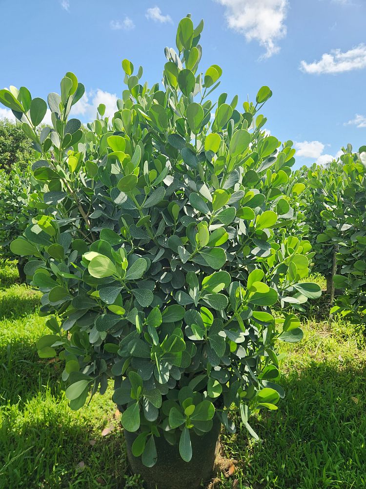 clusia-guttifera-small-leaf-clusia