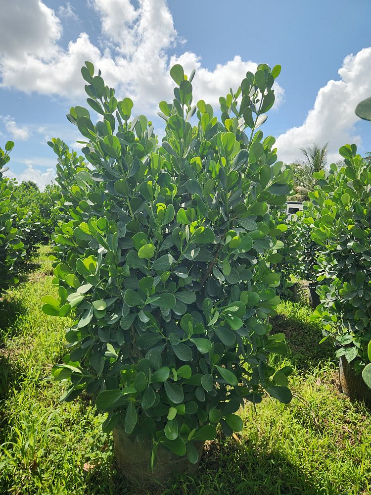 clusia-guttifera-small-leaf-clusia