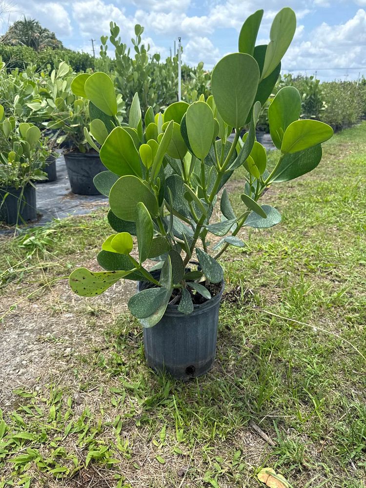 clusia-guttifera-small-leaf-clusia