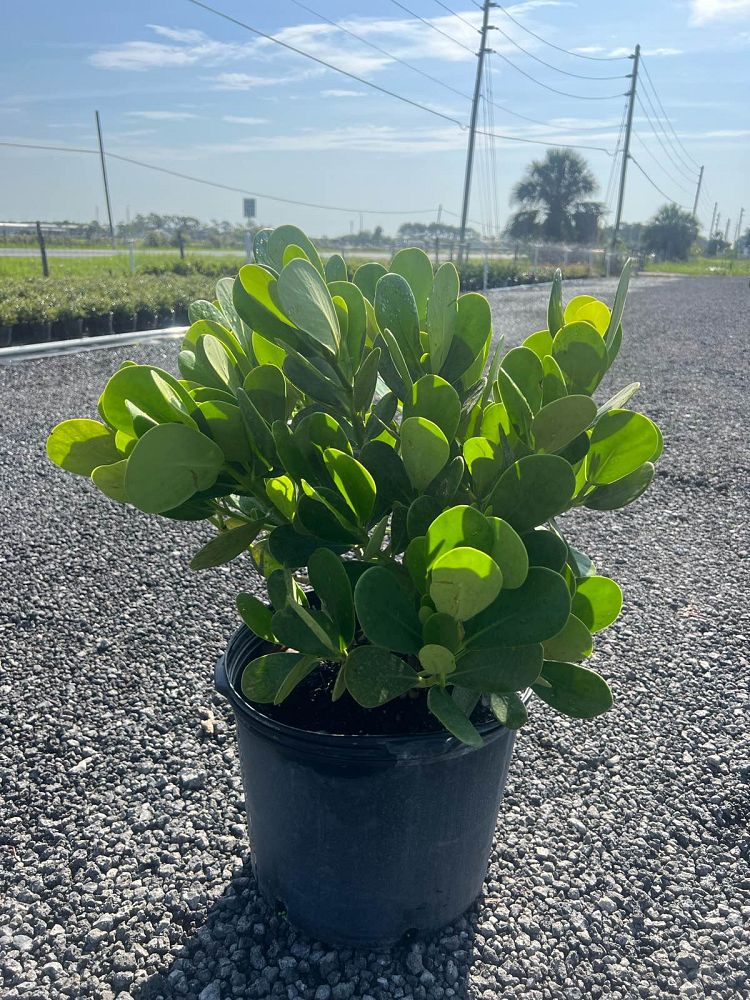 clusia-guttifera-small-leaf-clusia