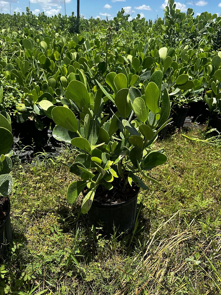 clusia-guttifera-small-leaf-clusia