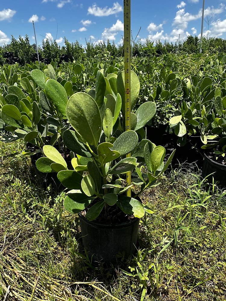 clusia-guttifera-small-leaf-clusia