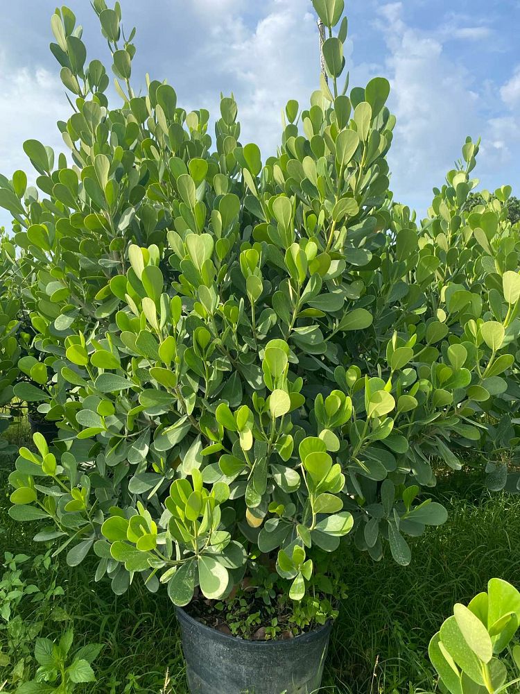 clusia-guttifera-small-leaf-clusia