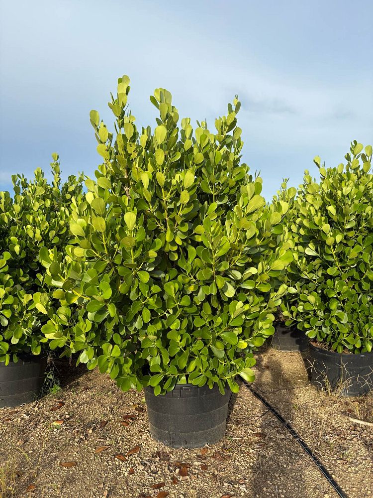 clusia-guttifera-small-leaf-clusia