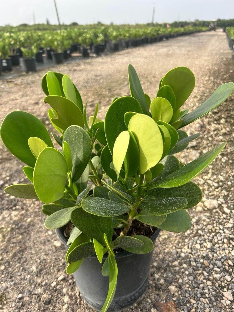 clusia-guttifera-small-leaf-clusia