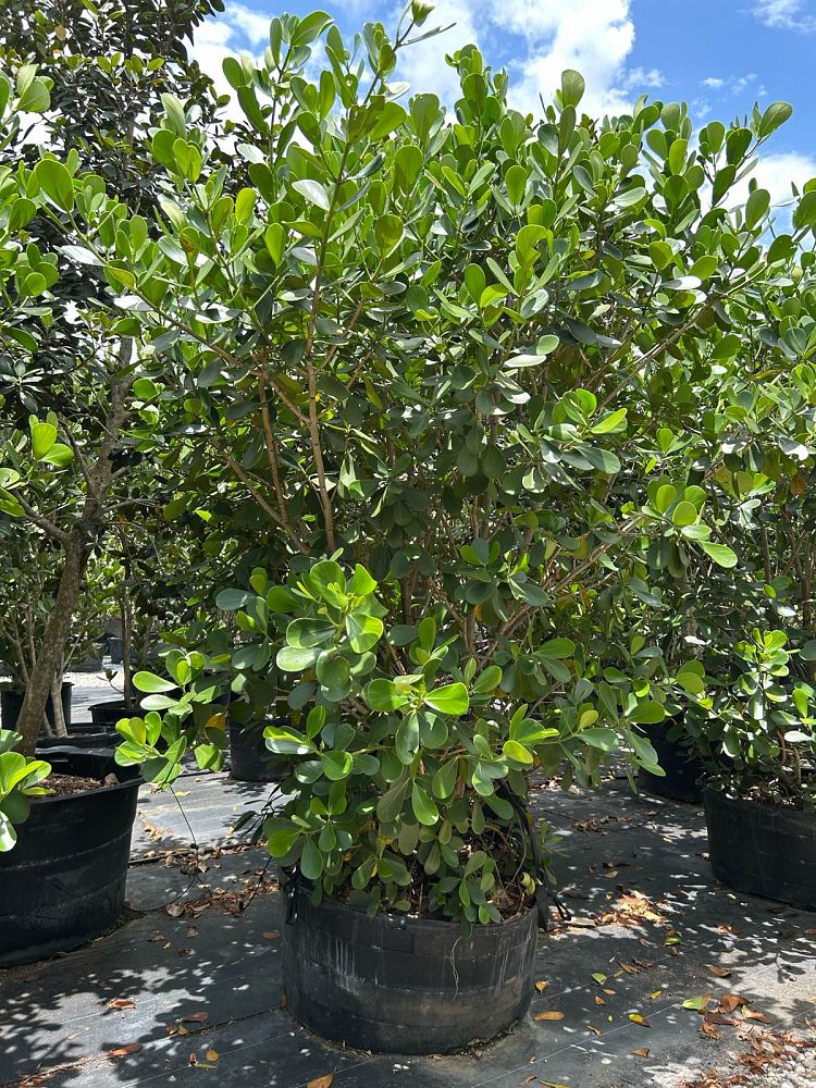 clusia-guttifera-small-leaf-clusia