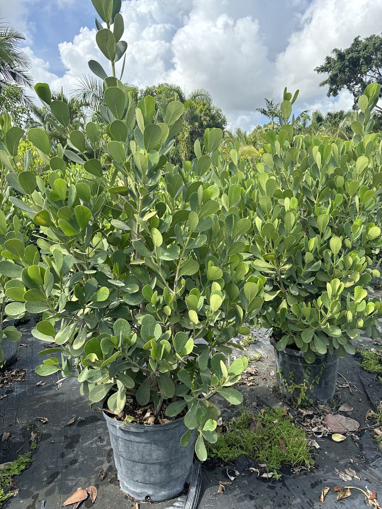 clusia-guttifera-small-leaf-clusia