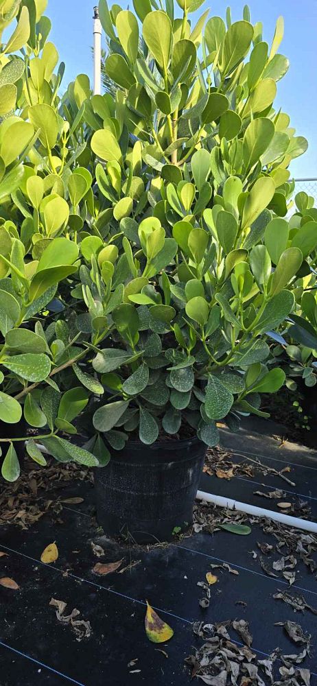 clusia-guttifera-small-leaf-clusia