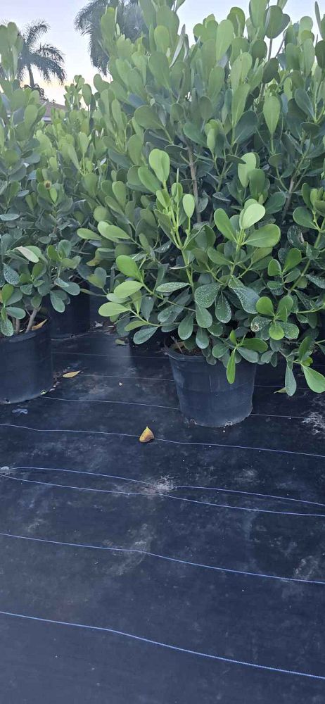 clusia-guttifera-small-leaf-clusia