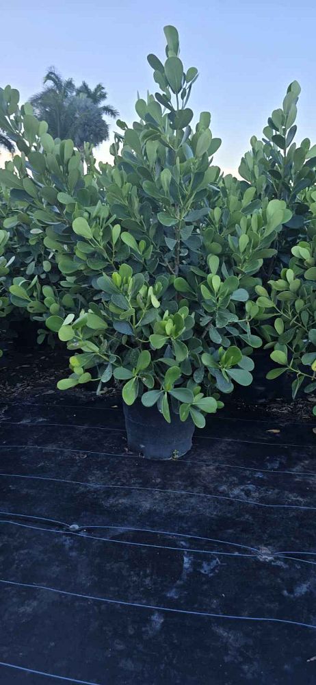 clusia-guttifera-small-leaf-clusia