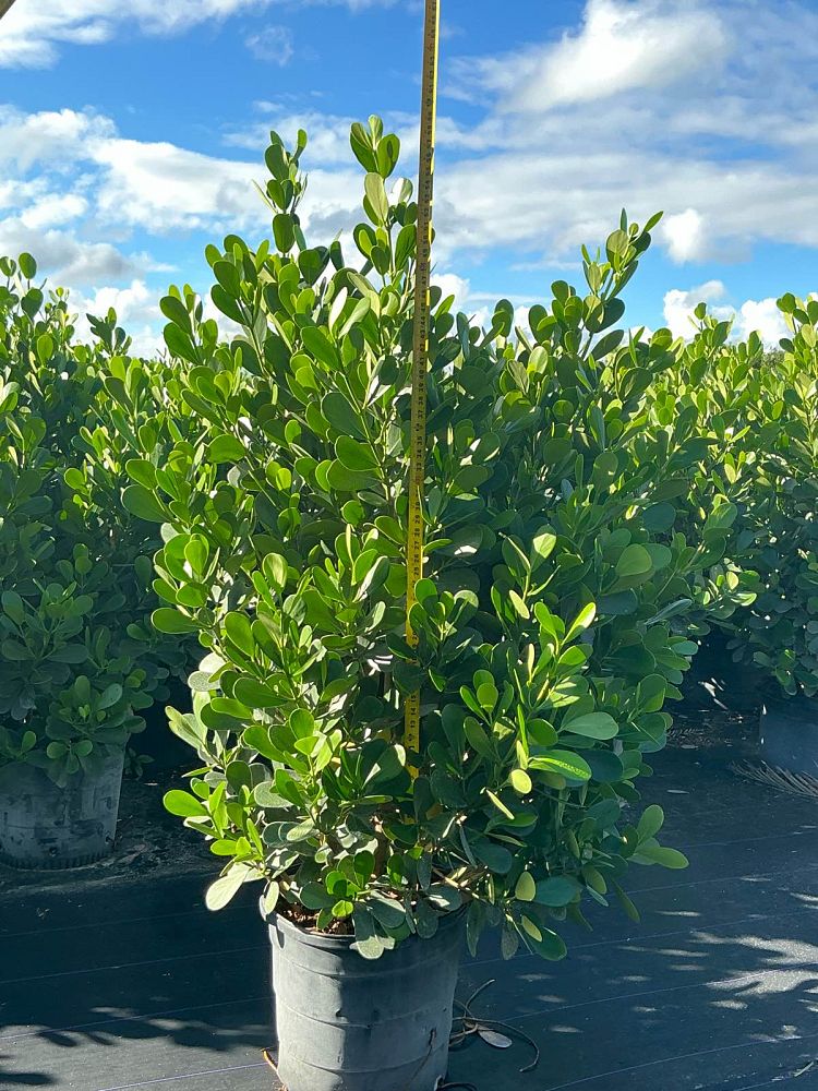 clusia-guttifera-small-leaf-clusia