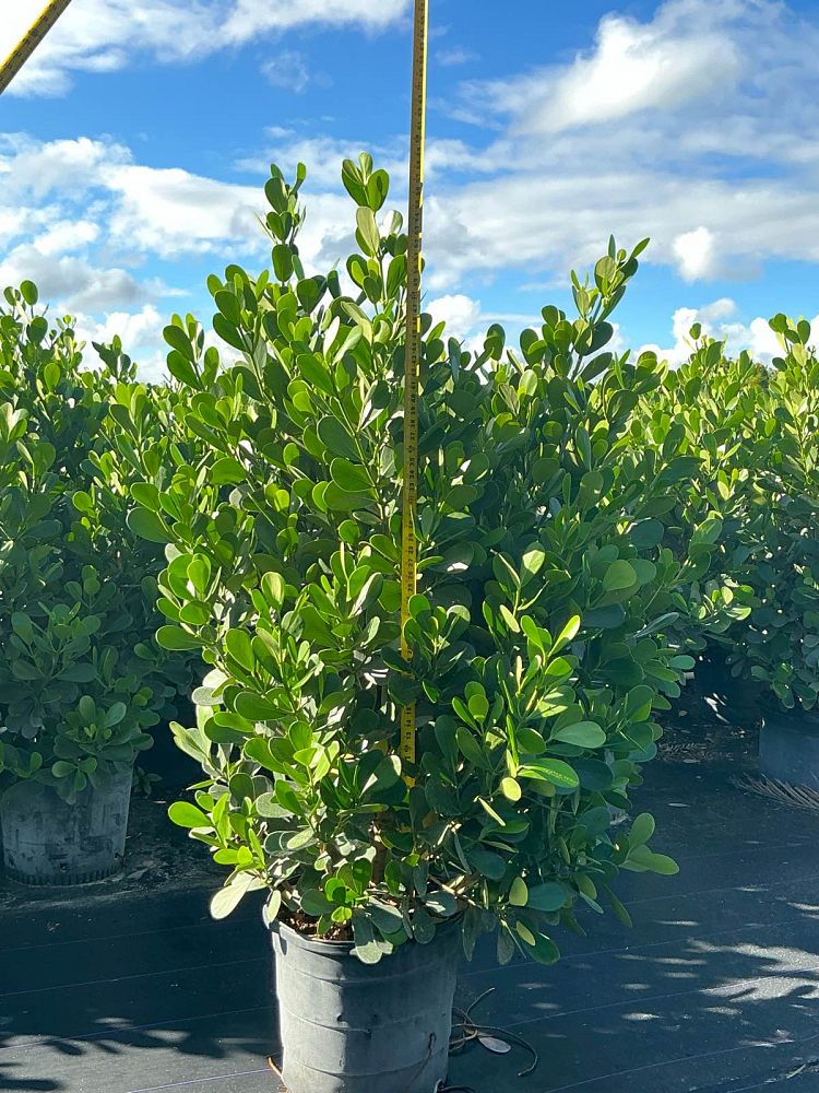 clusia-guttifera-small-leaf-clusia