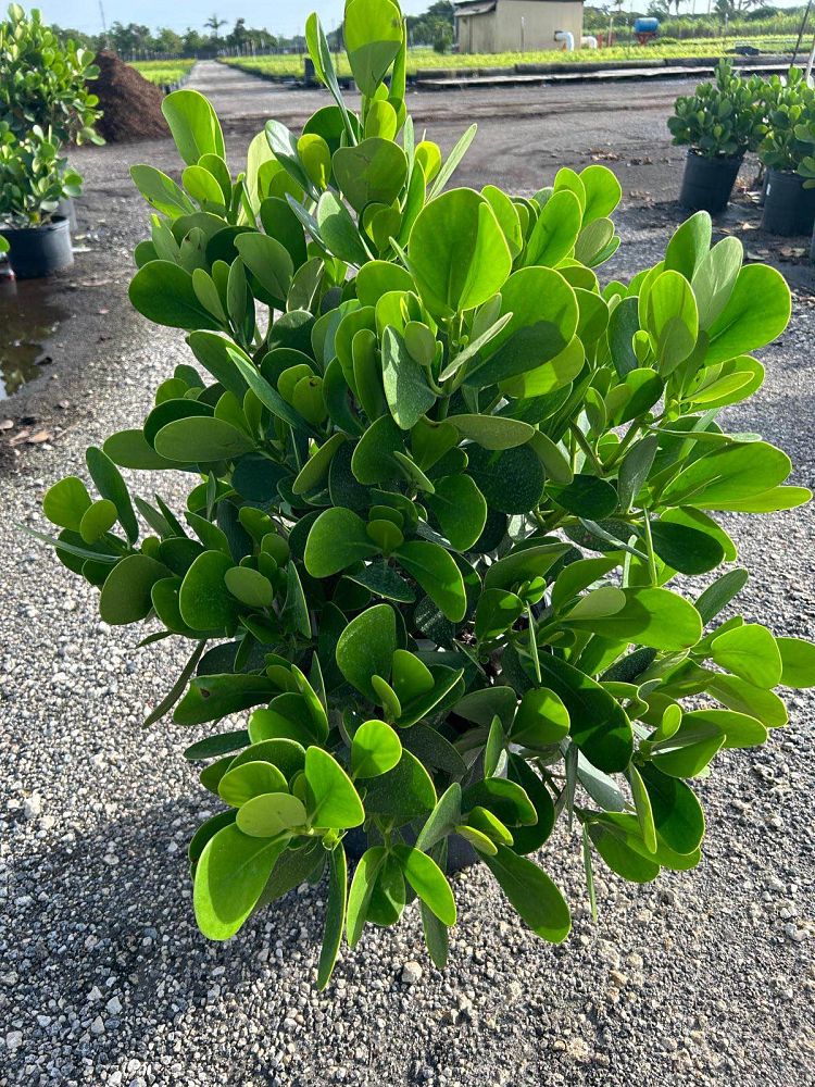 clusia-guttifera-small-leaf-clusia