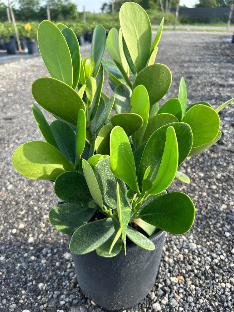 clusia-guttifera-small-leaf-clusia
