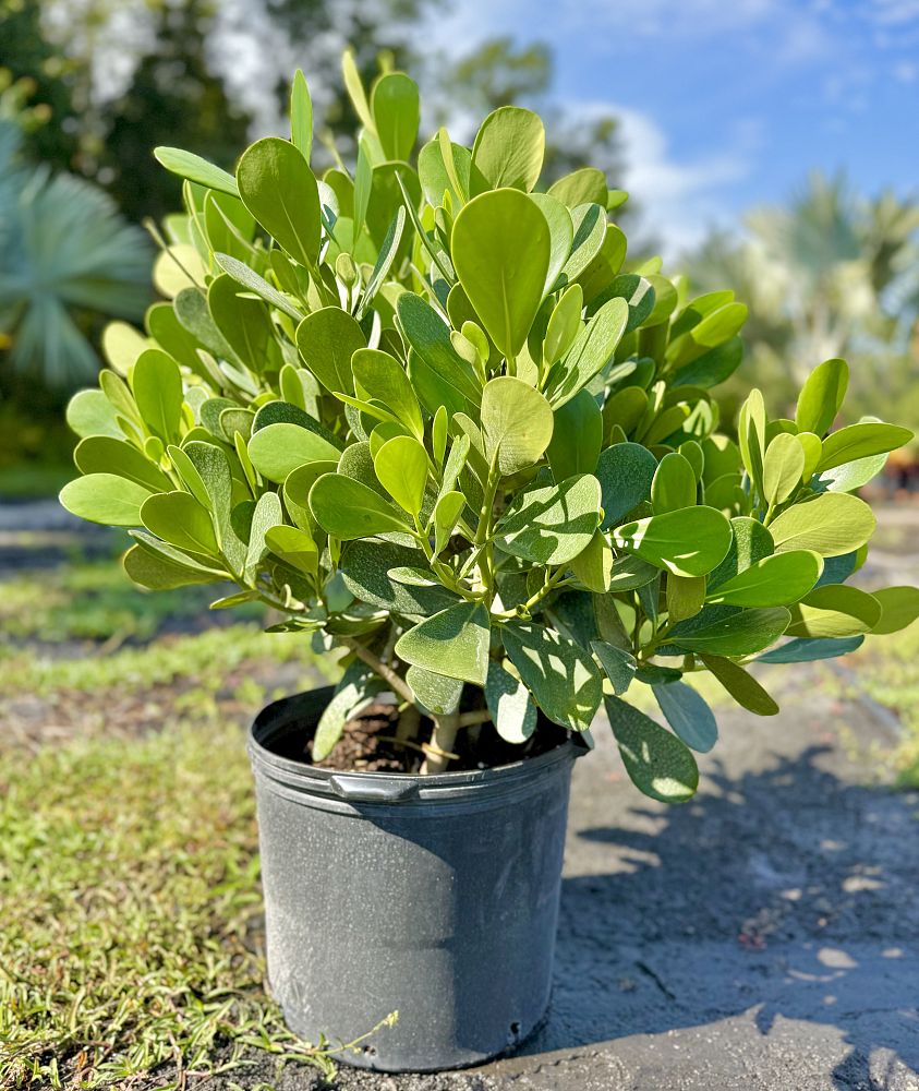 clusia-guttifera-small-leaf-clusia