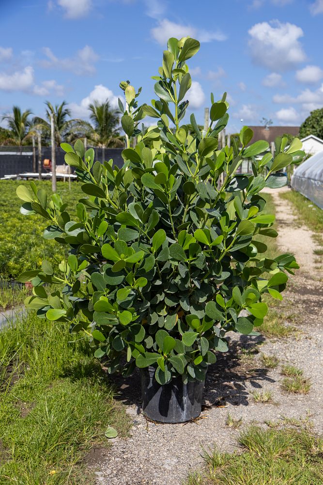 clusia-guttifera-small-leaf-clusia