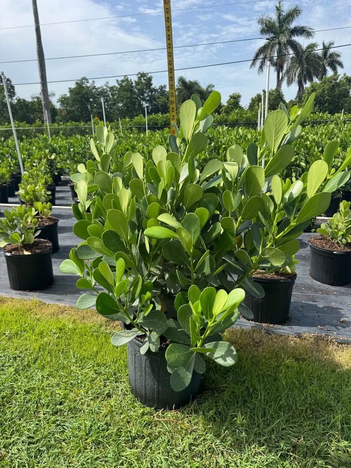 clusia-guttifera-small-leaf-clusia