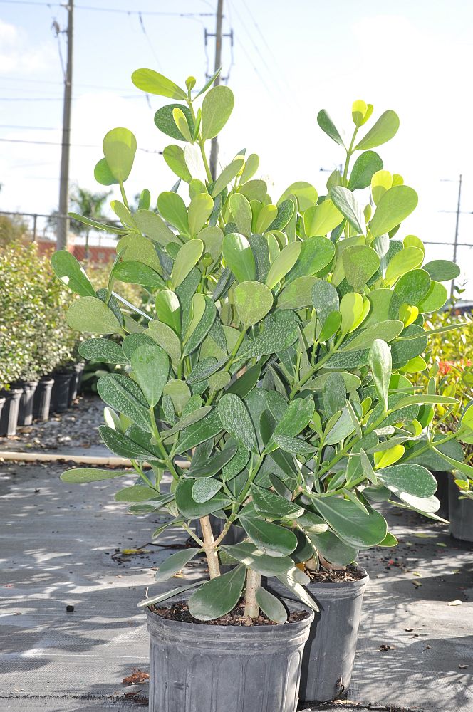 clusia-guttifera-small-leaf-clusia