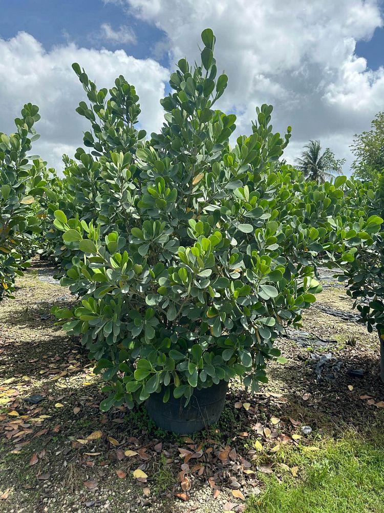 clusia-guttifera-small-leaf-clusia