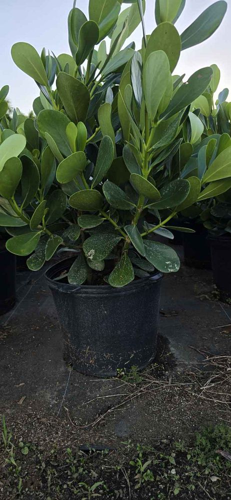 clusia-guttifera-small-leaf-clusia