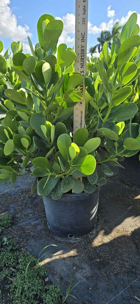 clusia-guttifera-small-leaf-clusia