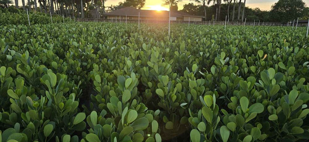 clusia-guttifera-small-leaf-clusia
