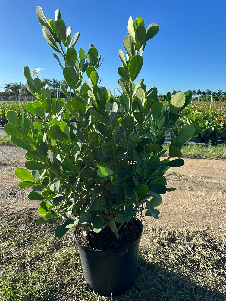 clusia-guttifera-small-leaf-clusia