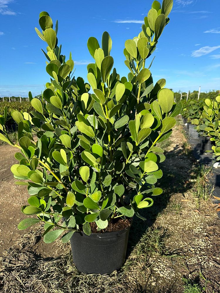 clusia-guttifera-small-leaf-clusia