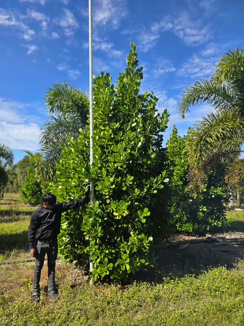 clusia-guttifera-small-leaf-clusia