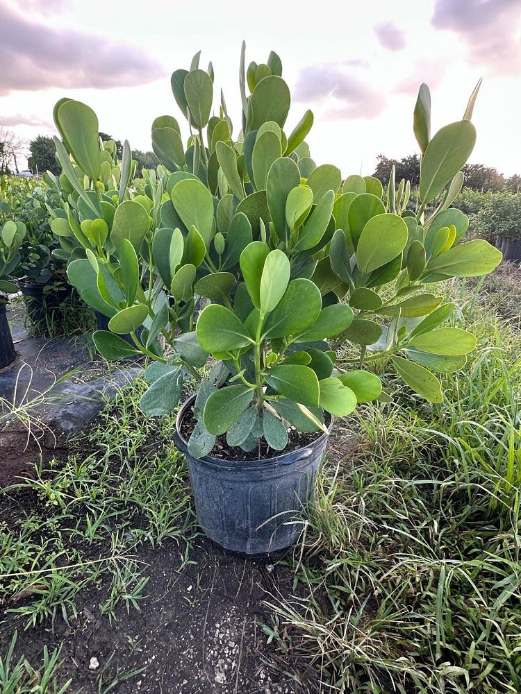 clusia-guttifera-small-leaf-clusia