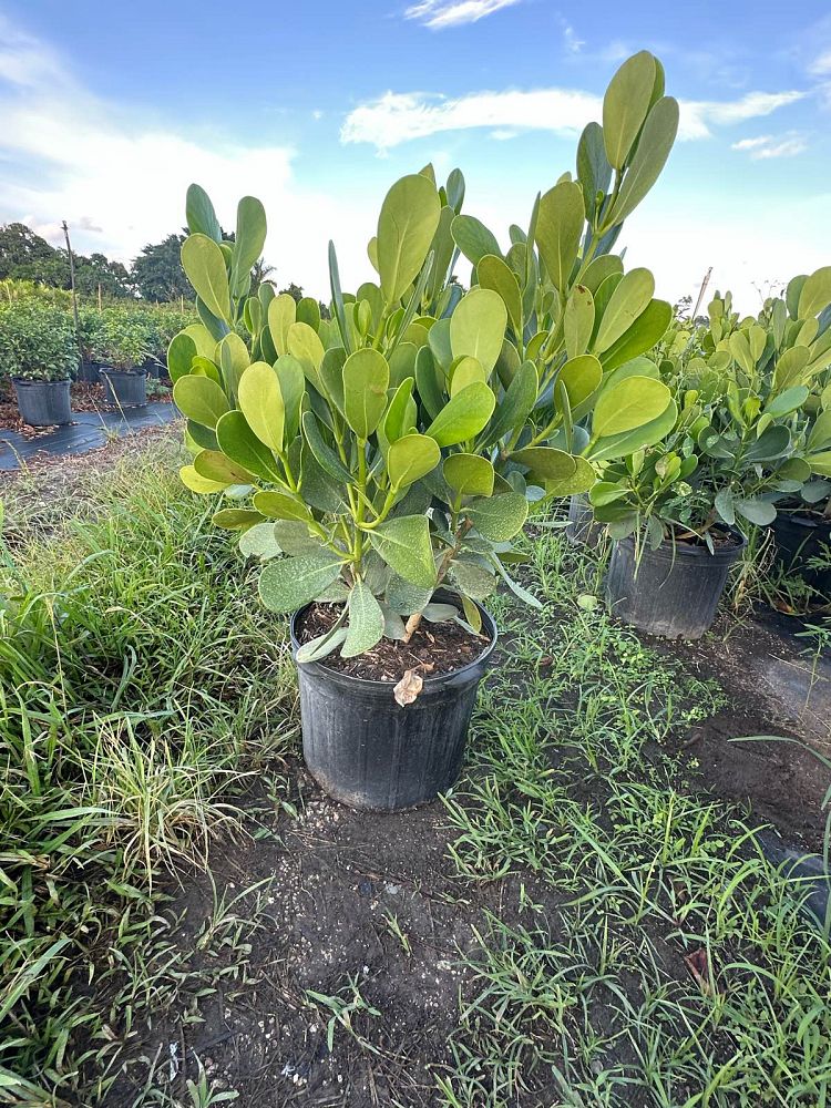 clusia-guttifera-small-leaf-clusia