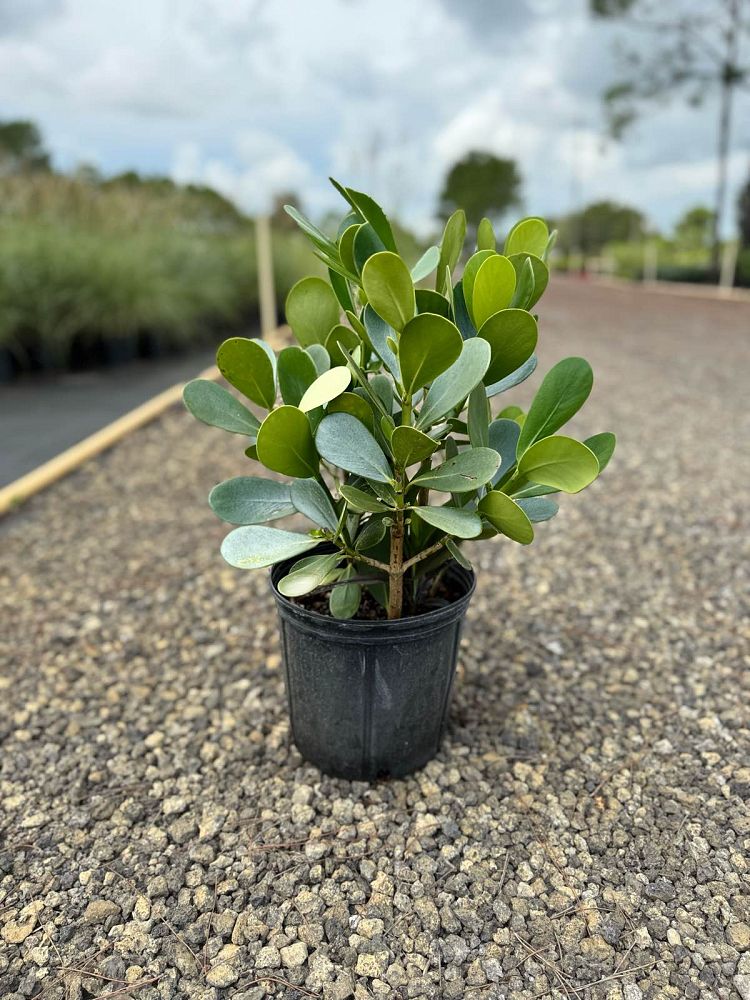 clusia-guttifera-small-leaf-clusia