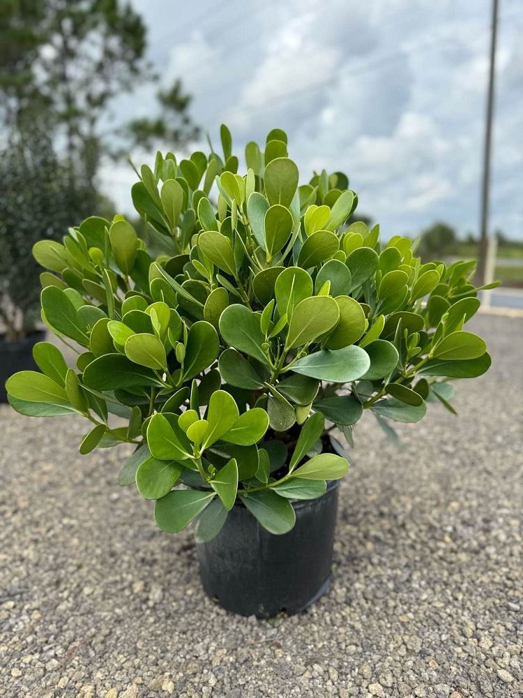 clusia-guttifera-small-leaf-clusia