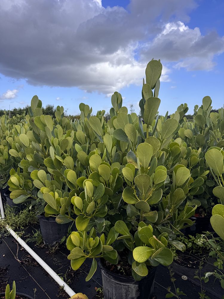 clusia-guttifera-small-leaf-clusia