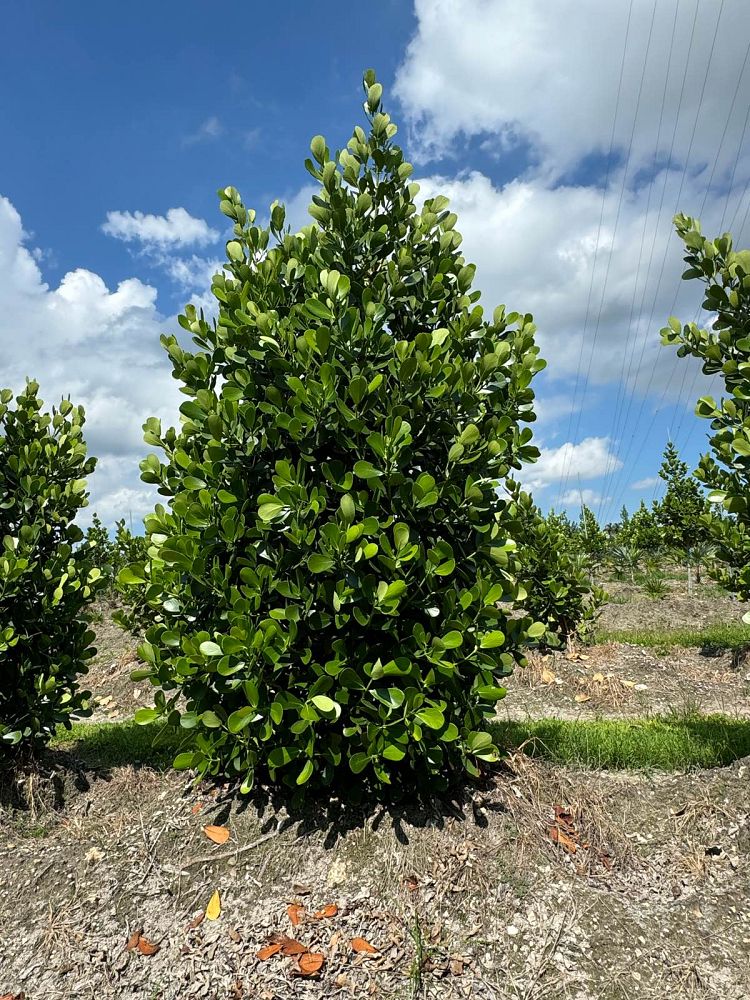 clusia-guttifera-small-leaf-clusia