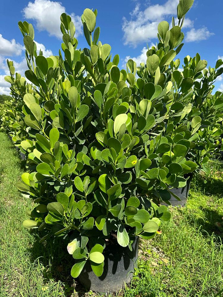 clusia-guttifera-small-leaf-clusia