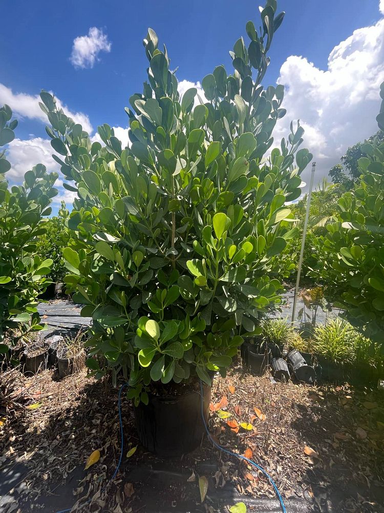 clusia-guttifera-small-leaf-clusia
