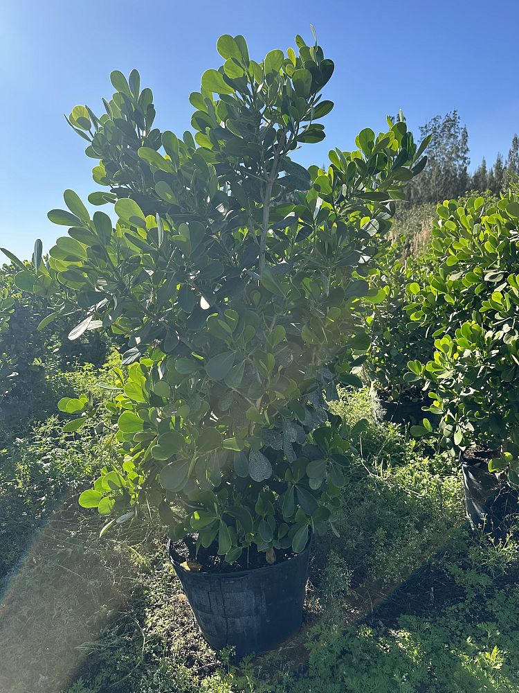 clusia-guttifera-small-leaf-clusia