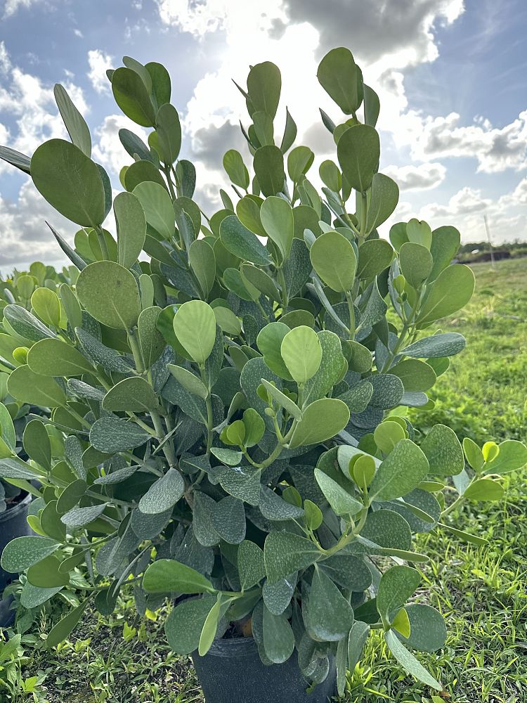 clusia-guttifera-small-leaf-clusia