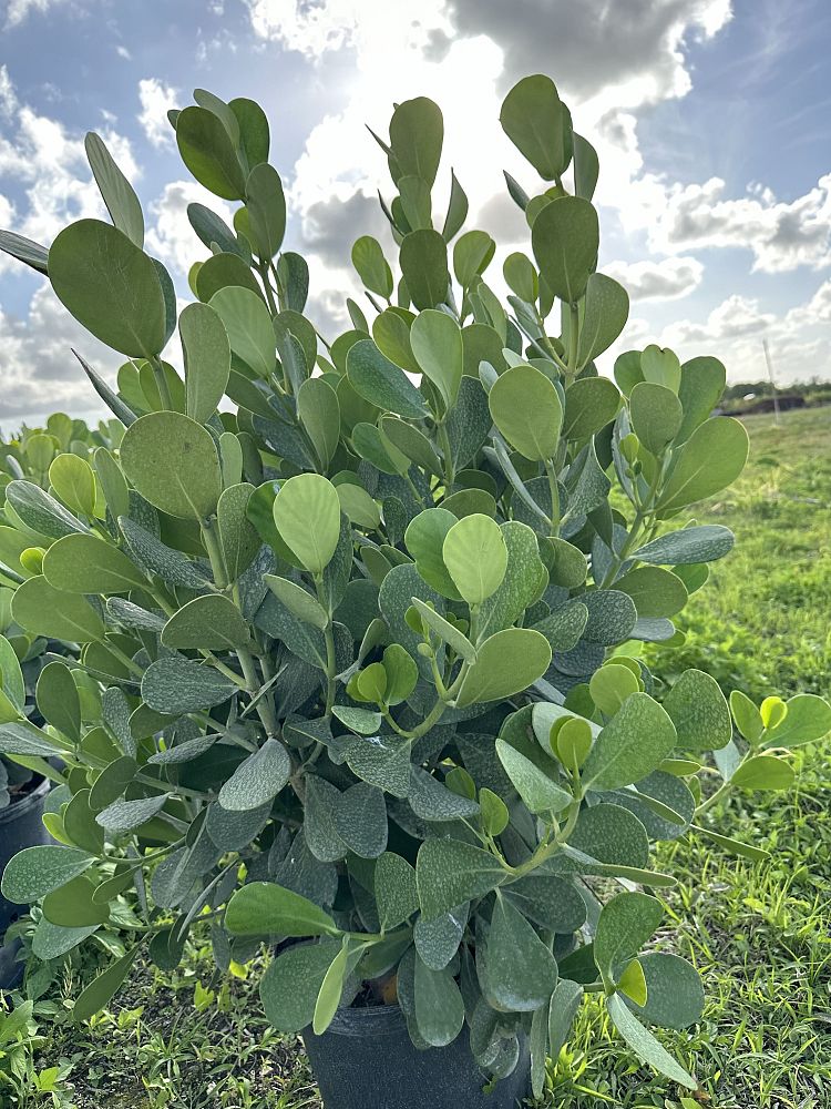 clusia-guttifera-small-leaf-clusia