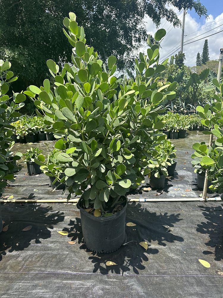 clusia-guttifera-small-leaf-clusia