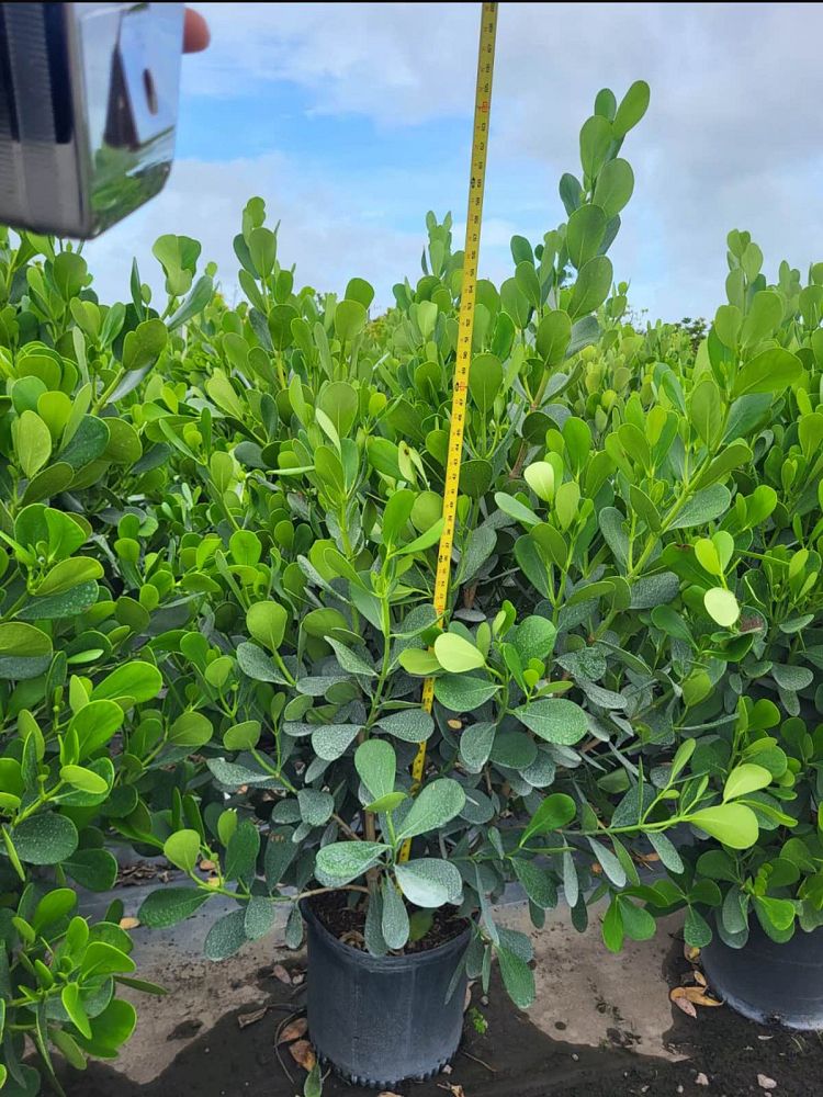 clusia-guttifera-small-leaf-clusia